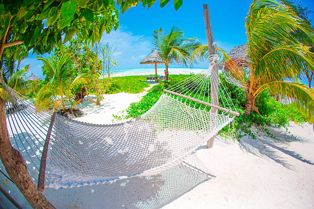 istock Straw hammock in shadow of palm on tropical beach 543565558