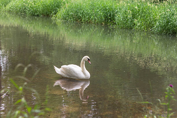 istock Swan in the nature. 543565750
