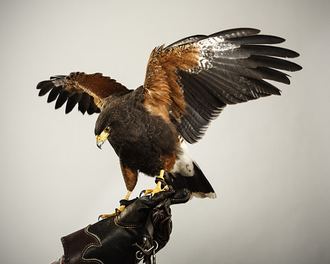 Harris hawk landing in a prey glove. Also known as Harris Eagle. Horizontal studio picture from a DSLR camera.