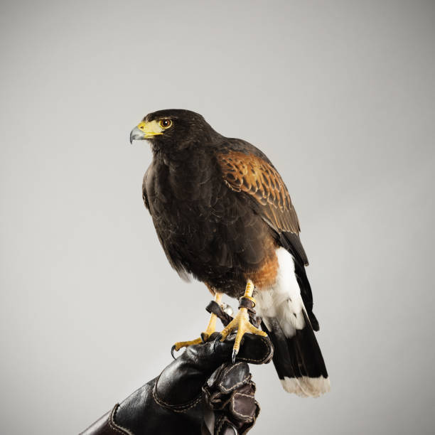 istock Harris hawk staying in a prey glove 543566330