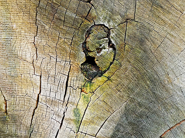 istock My age is in the rings 543566896