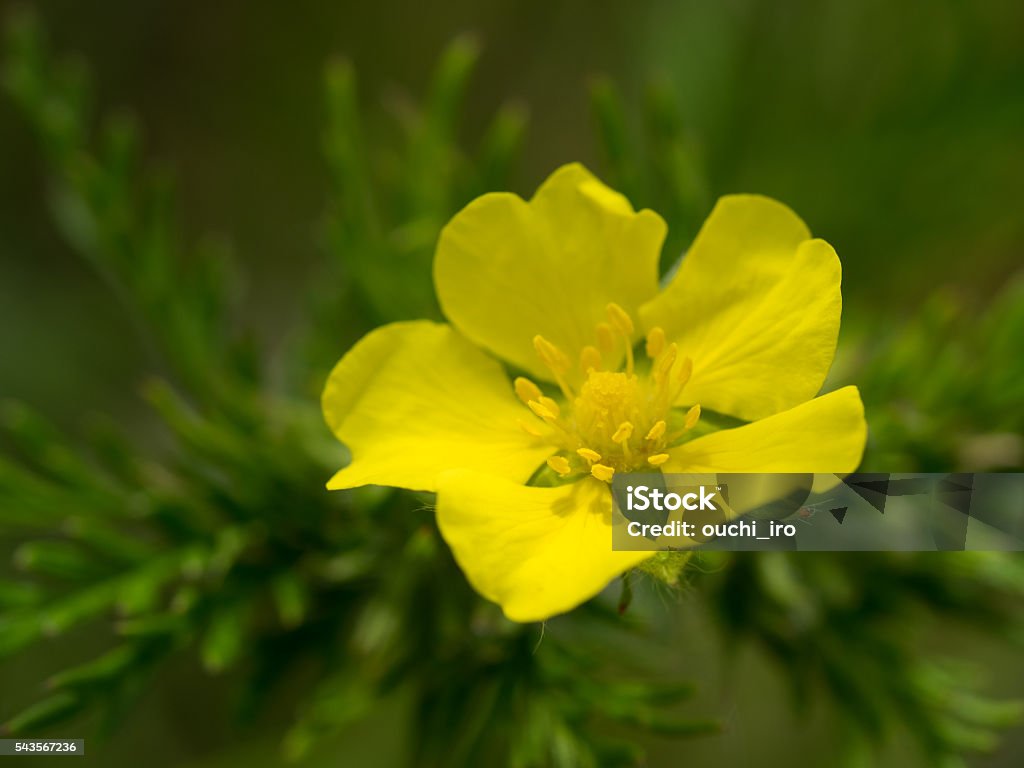 chinensis Potentilla salvaje a principios del verano a la ribera. - Foto de stock de Aire libre libre de derechos