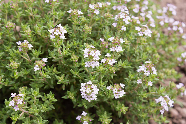 thyme is used as a medicinal and aromatic plant. - tijm stockfoto's en -beelden