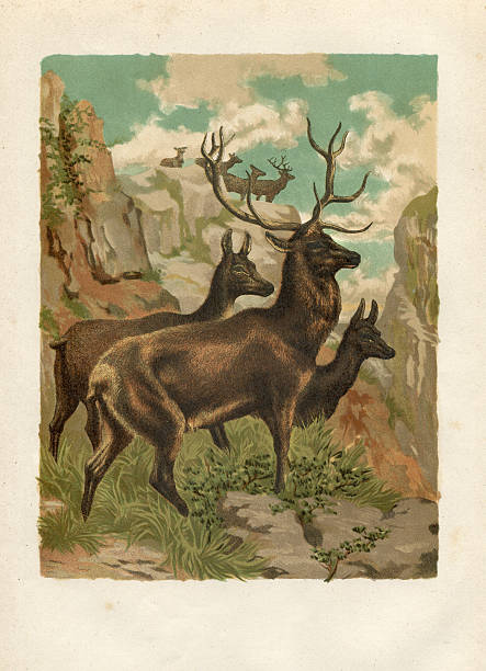 illustrazioni stock, clip art, cartoni animati e icone di tendenza di incisione cervo (cervus elaphus) 1880 - cervide
