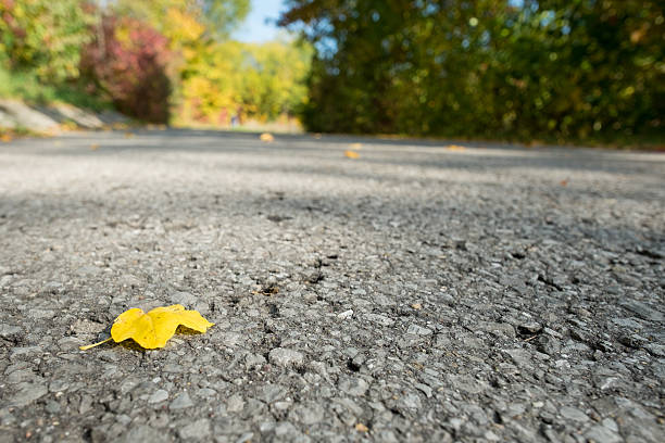 istock Close up of a yellow maple leaf 543569932