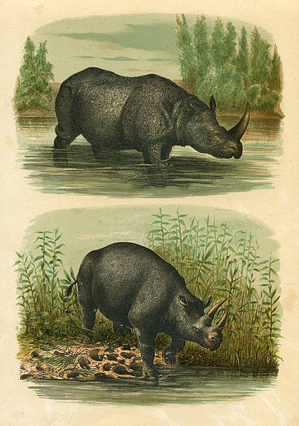 Steel engraving Indian rhinoceros ( Rhinoceros unicornis ) up