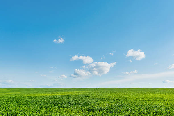 istock Countryside field natural background. Green grass and blue sky. 543570288