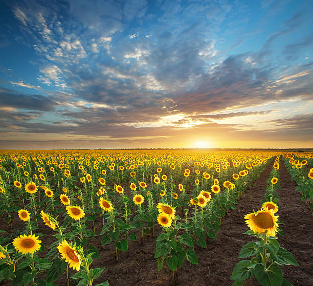 istock Field of sunflowers 543570808