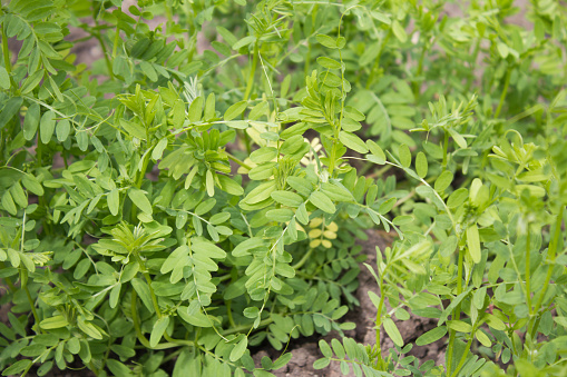 Green leaves of the lens (lens culinaris) , growing in a garden