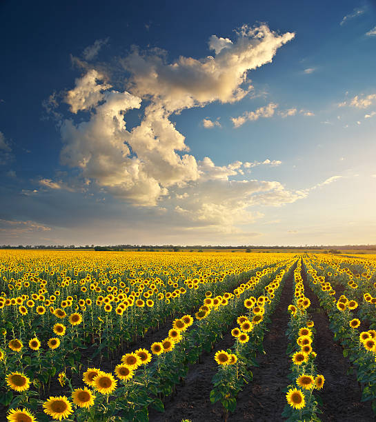 istock Field of sunflowers. 543570892