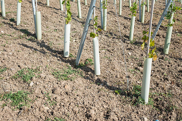 istock Young cultivated area in a vineyard 543571066