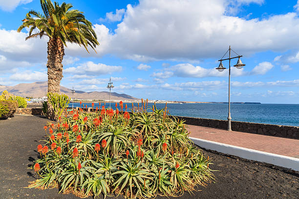 istock Tropical flowers on coastal promenade 543571104