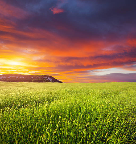 istock Green meadow on the sunset 543571368