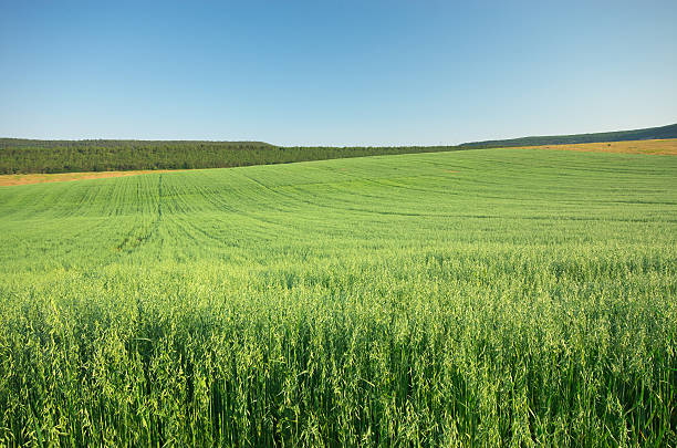 istock Meadow of oats. 543571596