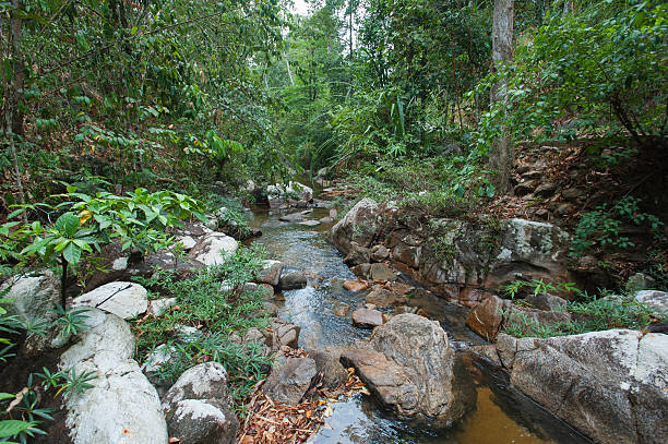 densa foresta misti, visualizzare in estate - tropical rain forest foto e immagini stock