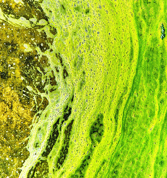 istock Polluted water with algae. Green and yellow colors 543572762