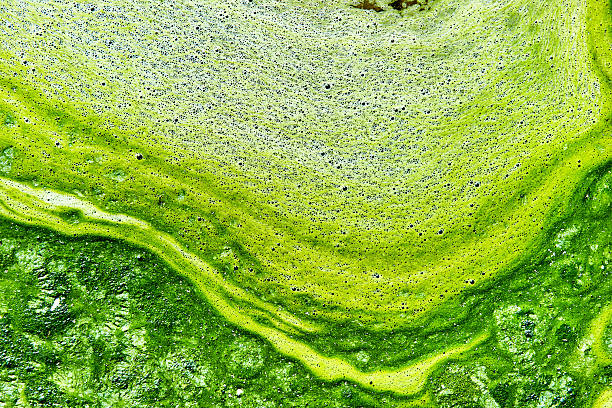 istock Polluted water with algae. Green and yellow colors 543573020
