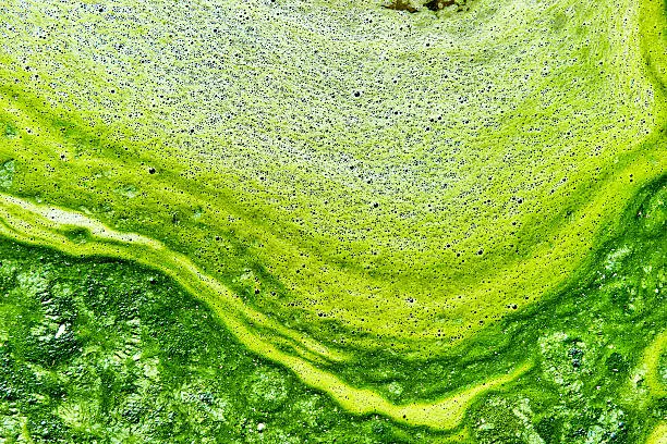 Photo of Polluted water with algae. Green and yellow colors