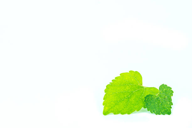 Close up of two green leaves on white back ground