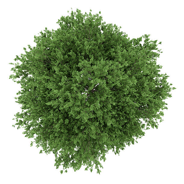 istock top view of large-leaved lime tree isolated on white background 543576286