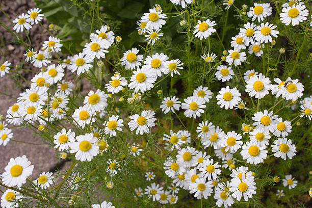 chamomila de té alemán (chamomilla recutita) flores en el prado - german chamomile drink chamomile plant chamomile fotografías e imágenes de stock