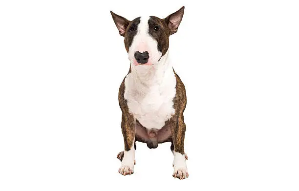 Bullterrier dog isolated on white