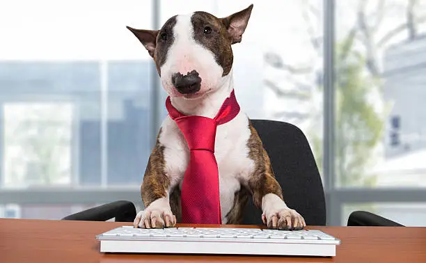 Bullterrier dog working in a business office