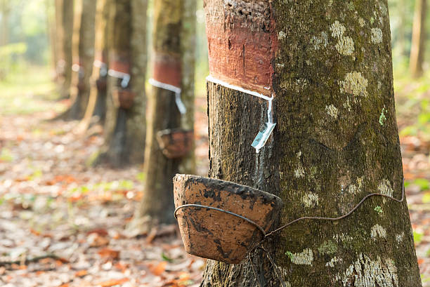 Normalisatie krijgen Geld rubber 2,000+ Rubber Trees At Thailand Stock Photos, Pictures & Royalty-Free  Images - iStock