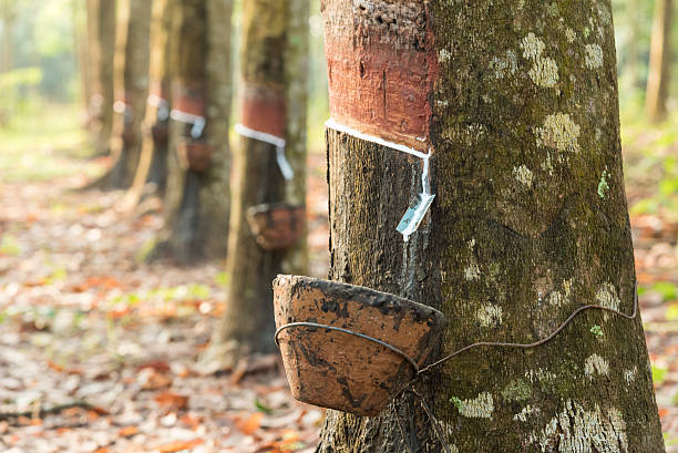 Harvesting of rubber tree Harvesting of rubber tree in the morning rubber stock pictures, royalty-free photos & images