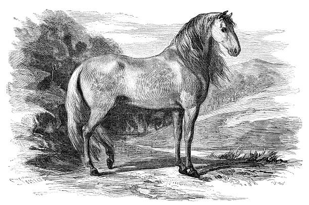 ilustraciones, imágenes clip art, dibujos animados e iconos de stock de caballo andalús puro español grabado 1880 - illustration and painting engraved image engraving pencil drawing