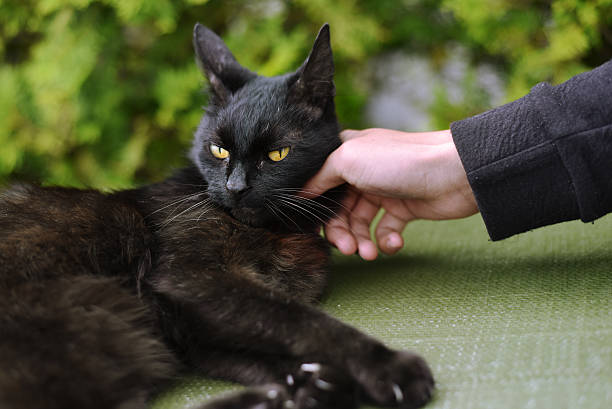 istock unimpressed cat being pet by outstretched hand 543577804