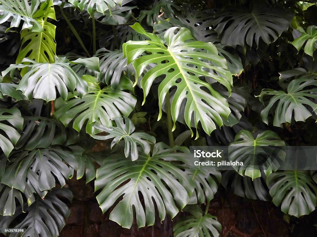 Monstera leaves Cheese Plant Stock Photo