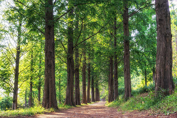 istock metasequoia park in haneul park 543578468