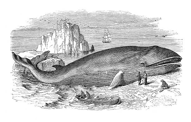 ilustrações, clipart, desenhos animados e ícones de baleias, naufrágios na praia estampa em 1880 - illustration and painting beach engraved image engraving