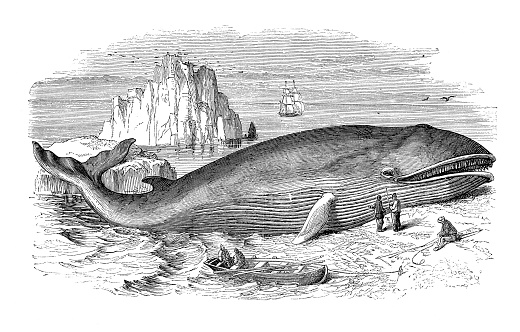 Steel engraving stranded whale