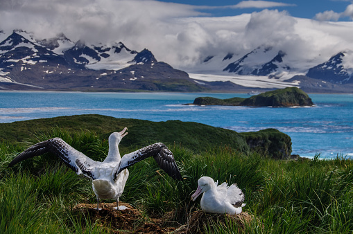 The largest bird of the southern ocean, they magnificent giant wandering albatross nests at south Georgia. The oftentimes form dedicated couples. Here we see an adult couple on a nest. One of them is raising its wings.This scene was shot on Prion Island, one of the more remote locations on South Georgia.