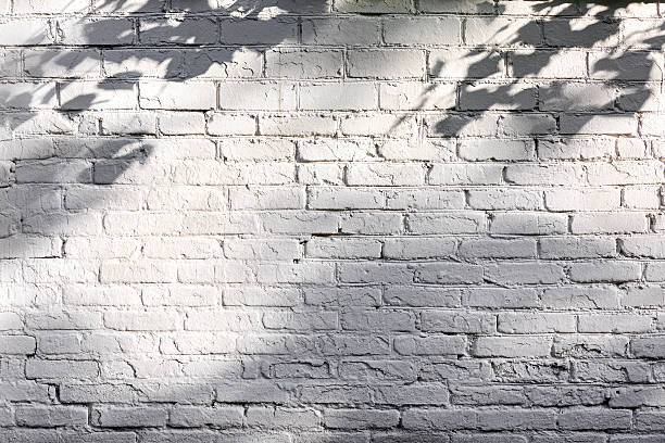 istock rough white painted brick wall with shadows of tree branches 543579882