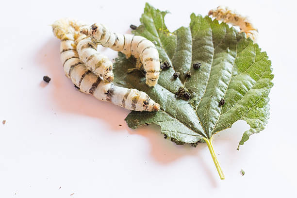 istock Silk Worm on Green Mulberry Leaf.Isolated on White. 543580396