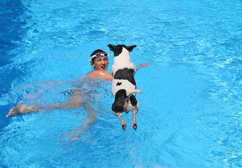 Boy swimming in the swimming pool, little dog jack russel jumping into swimming pool