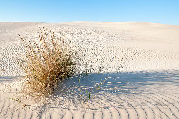 istock beautiful view of the coastal dunes 543580950