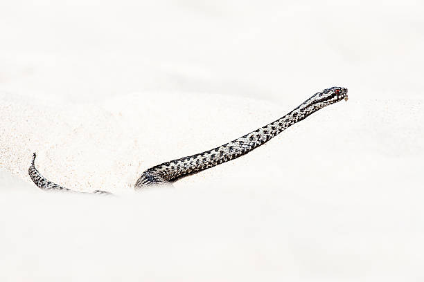 istock beautiful view of Vipera berus 543581026