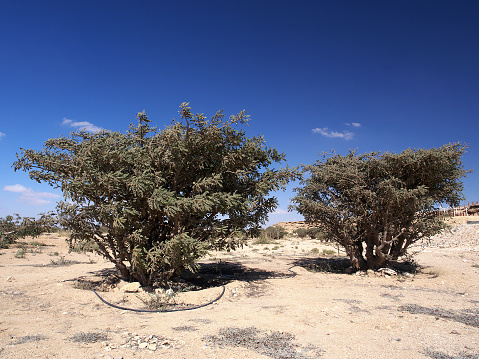 Frankincense trees in Wadi Dawkah, Dhofar region, Sultanate of Oman
