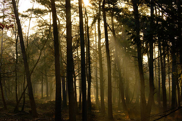 istock Sunbeams penetrating a forest in morning light 543581666