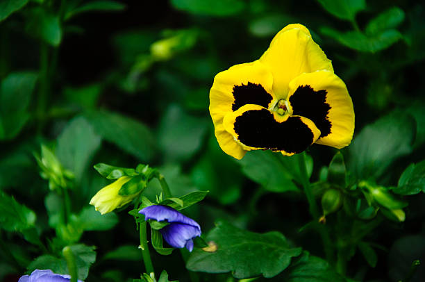 istock The blossoming pansy flower in garden 543582990