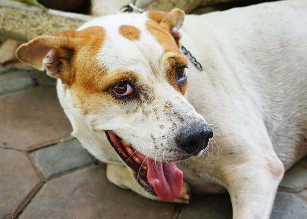 istock Thai dog pet smile happily 543583106