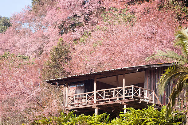 istock Cherry, Wild Himalayan Cherry,flowers 543583168