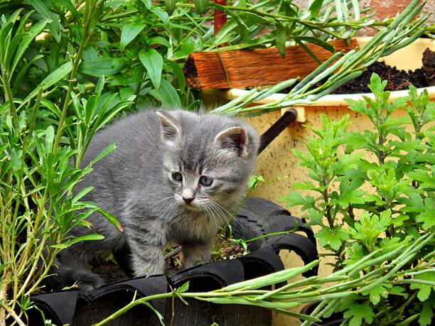 istock little cat in the garden 543583528