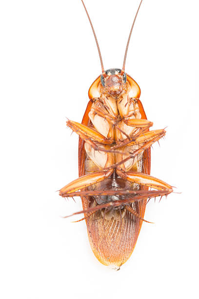 istock Macro Cockroaches dead dirty 543584478