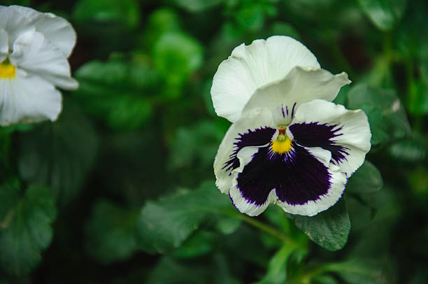 istock The blossoming pansy flower in garden 543584492