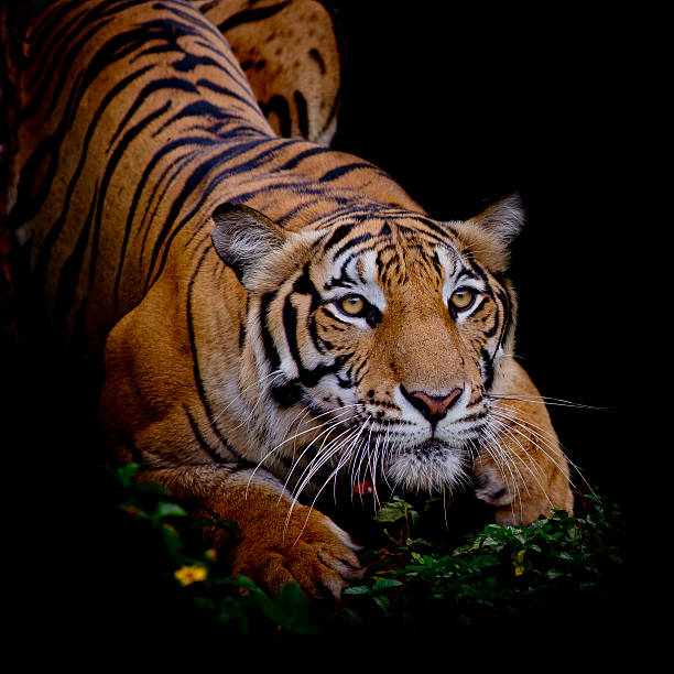 istock Tiger looking his prey and ready to catch it 543584832